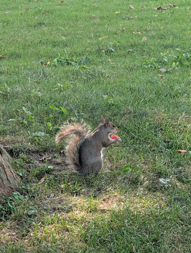 Eastern Gray Squirrel