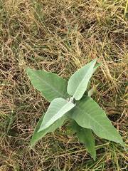 Buddleja cordata