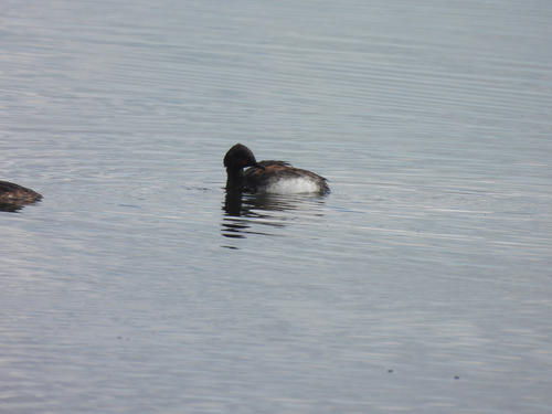 Eared Grebe