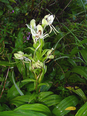 Habenaria bractescens