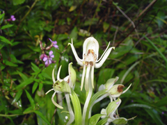 Habenaria bractescens