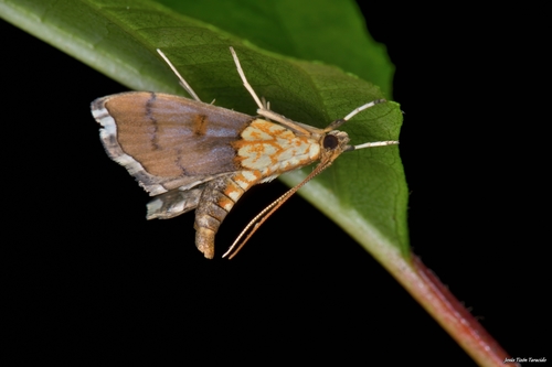 Agrotera nemoralis Scopoli, 1763