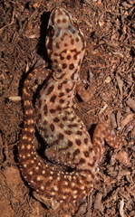 Pachydactylus affinis