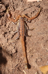 Uroplectes planimanus