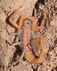 Uroplectes planimanus