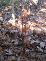 Pterospora andromedea image