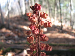 Pterospora andromedea image