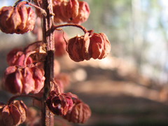 Pterospora andromedea image