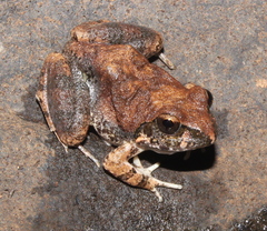 Tomopterna natalensis