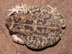 Sclerophrys pusilla