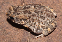 Sclerophrys pusilla