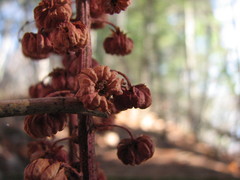 Pterospora andromedea image