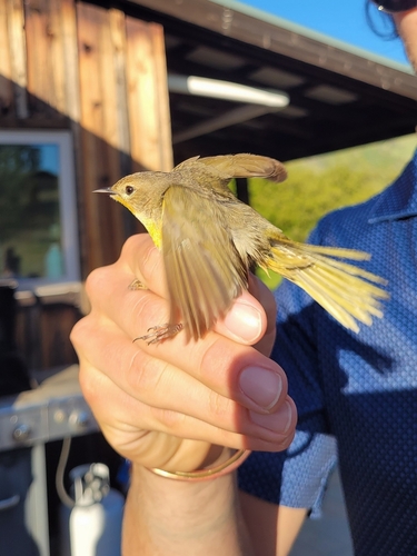 iNaturalist observation photo of Common Yellowthroat