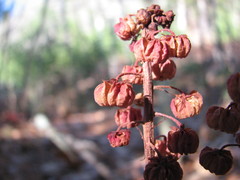 Pterospora andromedea image