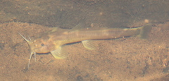 Amphilius uranoscopus