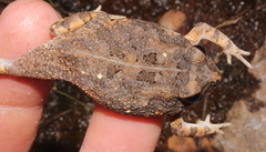 Sclerophrys pusilla