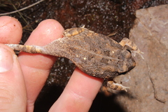 Sclerophrys pusilla
