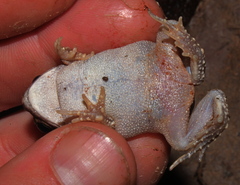 Sclerophrys pusilla