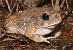 Sclerophrys pusilla