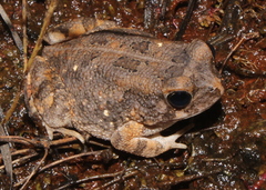 Sclerophrys pusilla