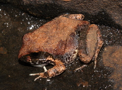 Tomopterna natalensis