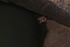 Tomopterna natalensis