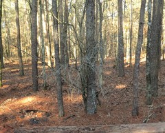 Crataegus brachyacantha