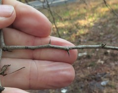 Crataegus brachyacantha