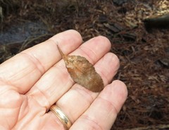 Crataegus brachyacantha