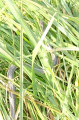 Thamnophis butleri