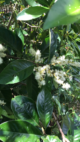 Symplocos cochinchinensis, photograph 6