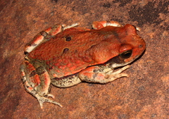 African Red Toad - Photo (c) Alex Rebelo, some rights reserved (CC BY-NC), uploaded by Alex Rebelo