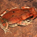 African Red Toad - Photo (c) Alex Rebelo, some rights reserved (CC BY-NC)