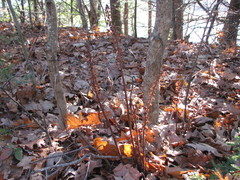 Pterospora andromedea image