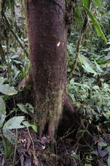Ficus citrifolia