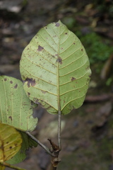Ficus citrifolia