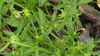 Variable Stinkweed - Photo (c) Andrew Thornhill, some rights reserved (CC BY), uploaded by Andrew Thornhill
