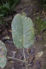 Ficus citrifolia