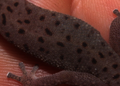 Pachydactylus affinis