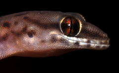 Pachydactylus affinis
