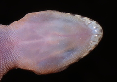 Pachydactylus affinis