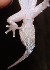 Pachydactylus affinis
