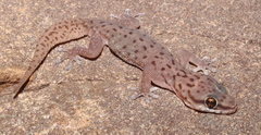 Pachydactylus affinis
