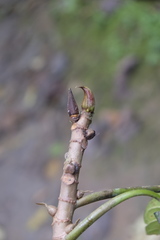Ficus citrifolia