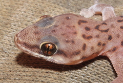 Pachydactylus affinis