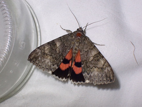 Red underwing