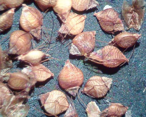 Rhynchospora caduca