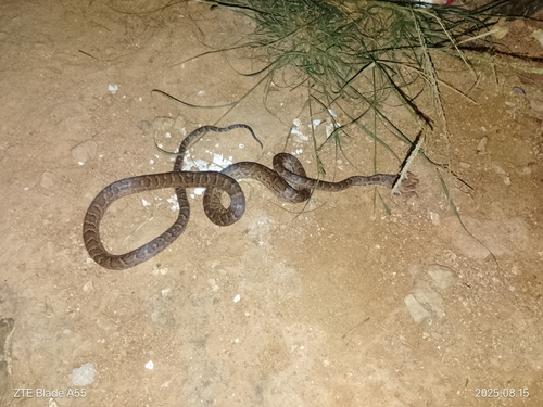 Hispaniolan Boa