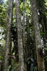 Bactris