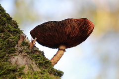 Cyclocybe parasitica